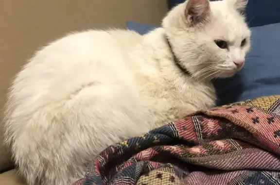 Найден белый кот в Сходне возле ЖК Новосходненский