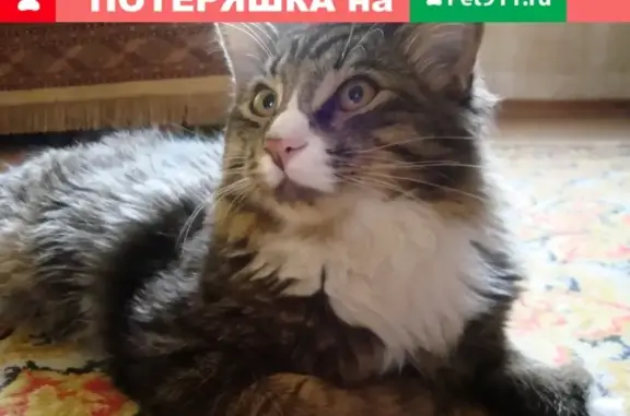 Кошки потеряшки, Ярославль, фото: Потеряшка кошка на улице Урицкого, д. 38 в Ярославле