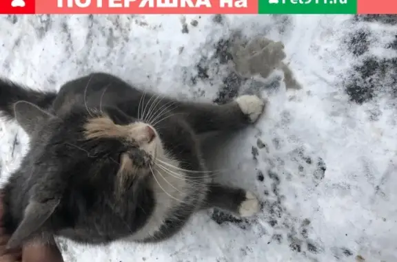 Ласковая трёхцветная кошка найдена в Люберцах, почтовое отделение 3