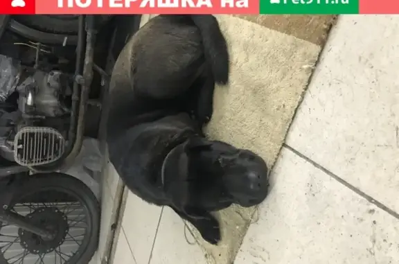 Собака на улице Осипенко, Самара