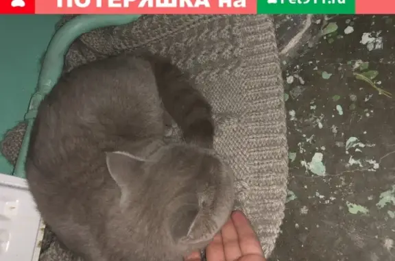 Найдена кошка на Ухтомского 57, 2 подъезд!