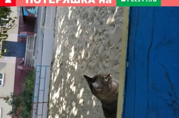 Собаки потеряшки, Липецк, фото: Потеряшка собака Кошка Мурка, Липецк, возле ж/д вокзала, тел. +79042936486