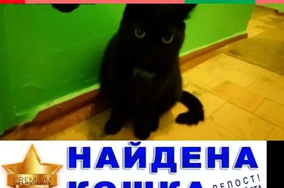 Кошки потеряшки, Нижневартовск, фото: Потеряшка кошка на Дружбы Народов 27а в Нижневартовске