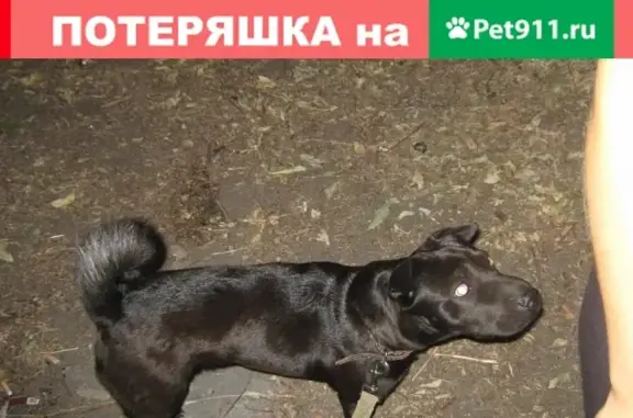Пропала собака на улице Чапаева, Воронеж