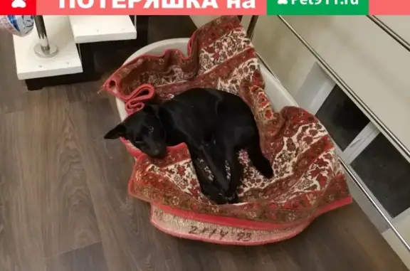 Пропала собака на ул. Бабочкина, Саратов