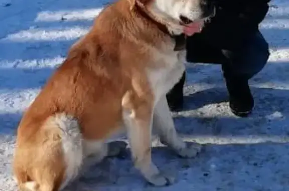 Найдена собака Мальчик в Белоусово, ищем хозяина