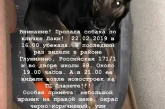Пропала собака Лаки на Российской 171/1, вознаграждение гарантировано!