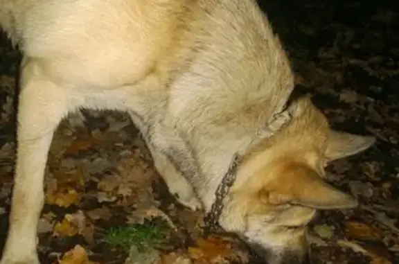 Пропала собака Вини в Шунгеровском лесопарке, Санкт-Петербург