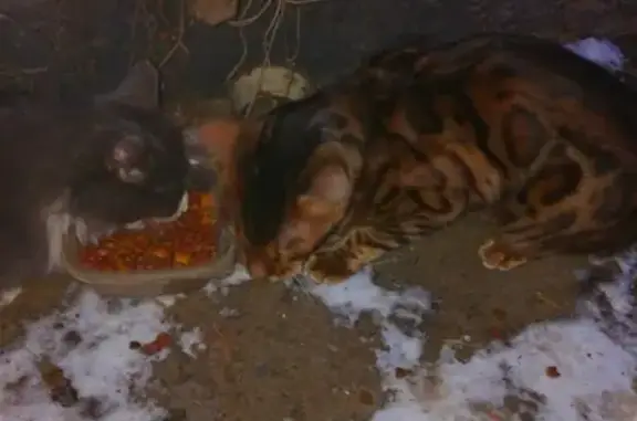 Бенгальская кошка найдена в Москве