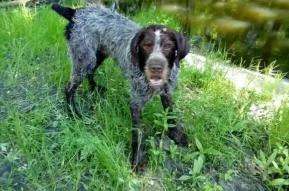 Пропала собака в Ермоловке, Пензенская область.