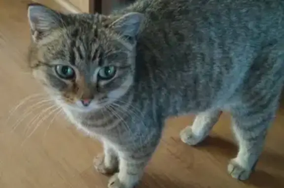Кошка найдена в Лужниках, Черногорск, Россия