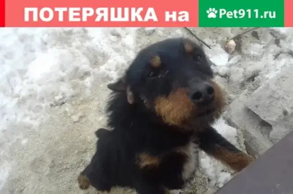 Найдена собака в Косыревке, Липецкая обл.