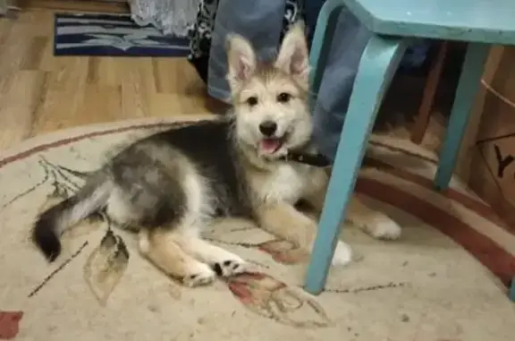 Собаки потеряшки, Липецк, фото: Потеряшка смесь овчерки в Липецке.