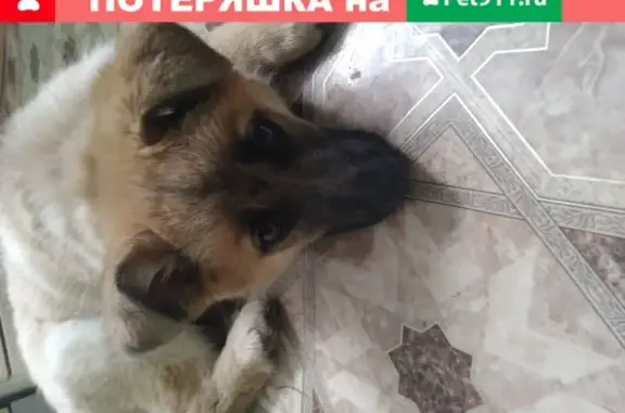 Найден щенок на ул. Залесной, Казань