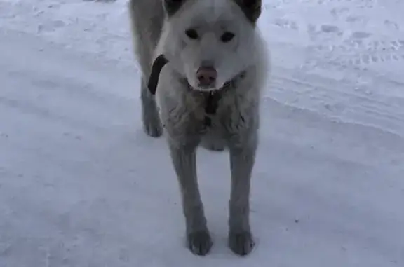 Собака найдена в Емельяново, Красноярский край