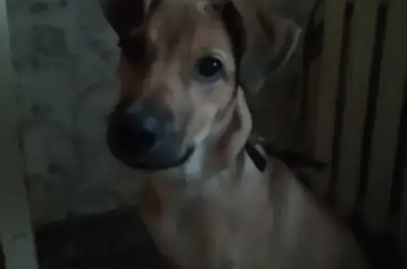 Собаки потеряшки, Тверь, фото: Потеряшка собака на пр. Победы, Тверь