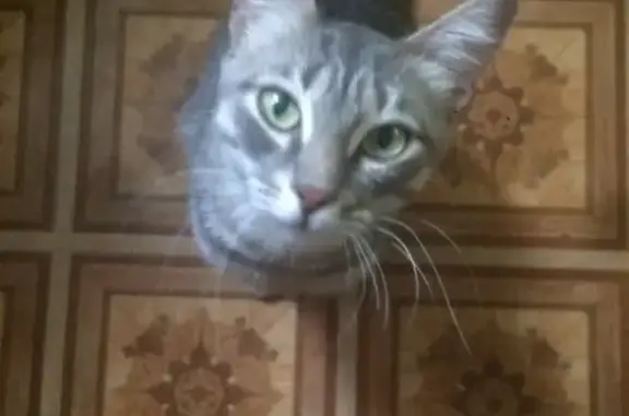 Найдена кошка на Шоссе Металлургов, 19