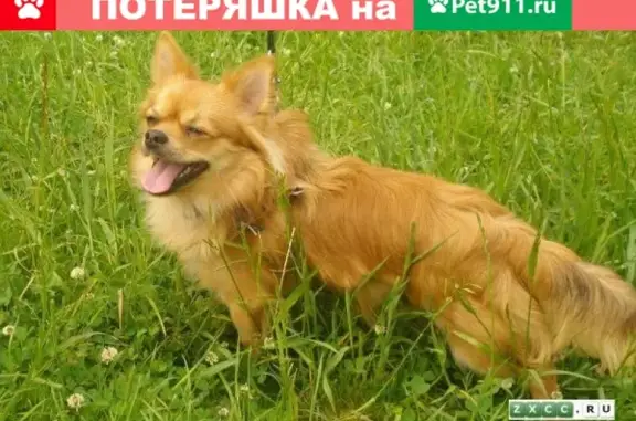 Собаки потеряшки, Оренбург, фото: Потеряшка чихуа хуа на ул. Чкалова, Оренбург (тел. 89228356425)