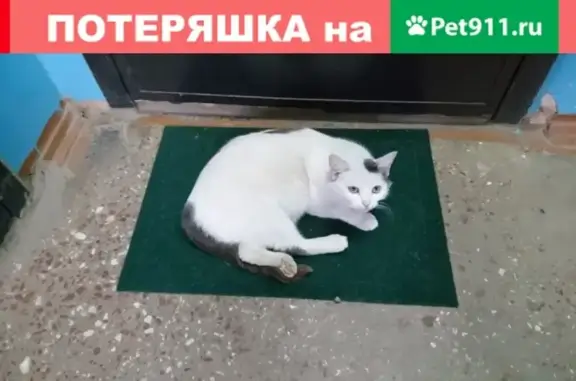 Найдена красивая кошка на Начальной улице, Казань