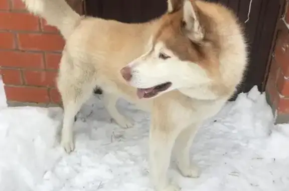 Найдена ласковая собака в Москве