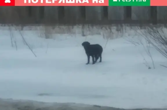 Найдена чёрная собака в ошейнике на 5-м Верхнем переулке