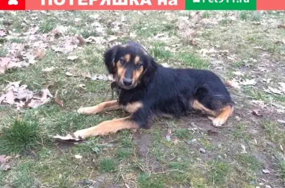 Стерилизованная собака найдена в Черемушках, Майкоп, Адыгея