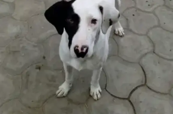 Пропала собака Таша в селе Кенже, Нальчик.