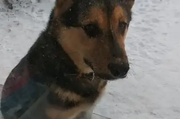 Пропала собака в Сургуте, ищем домашнего питомца