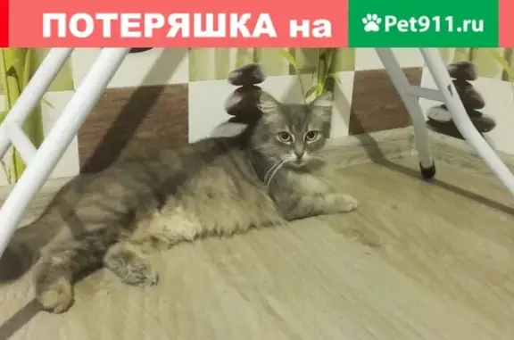 Найдена кошка в Краснодаре, на ул. Героя Яцкова 2.