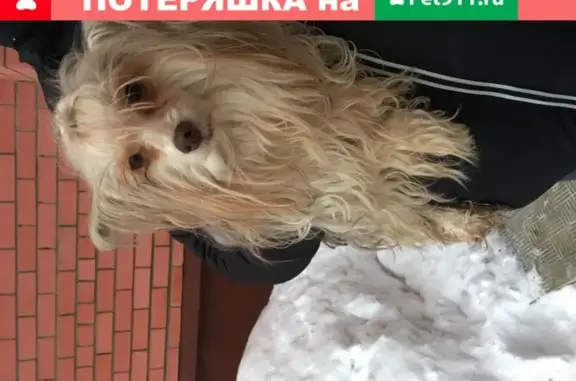 Собака найдена на Петрова 27б в Йошкар-Оле