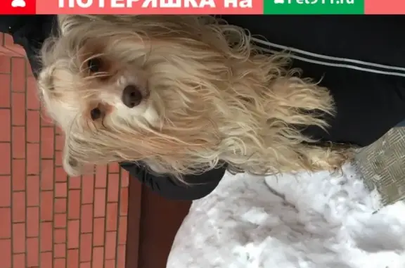 Собака найдена на Петрова 27б, Йошкар-Ола
