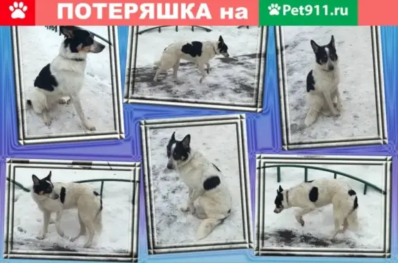 Найдена хромающая собака на Малой Филёвской, Москва