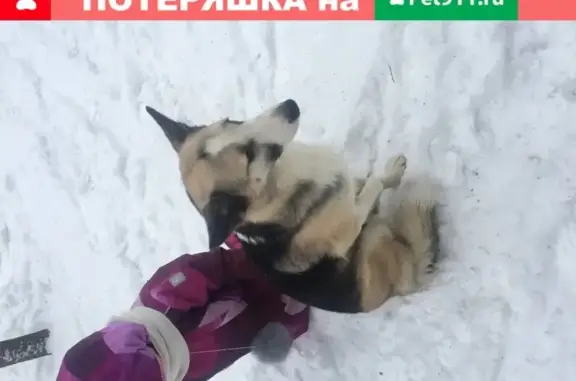Найдена собака на ул. Королева, район ТЦ Океан, Жуковка, МО.