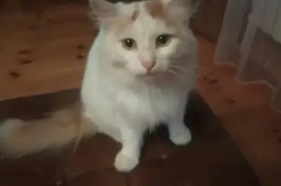 Кошки потеряшки, Луговой, фото: Потеряшка кот в Луговом, Ульяновская обл.