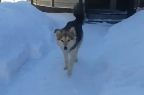 Найдена собака в Зеленой Роще, Одинцовский район, Московская область (32)