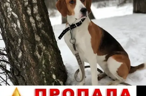 Пропала собака в Алтуфьево, вознаграждение!