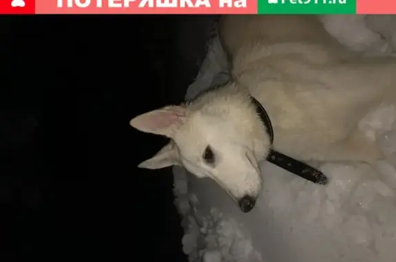 Найдена белая собака в Одинцово