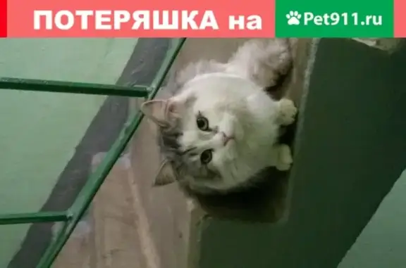 Пропала кошка на Краснополянской 33к1