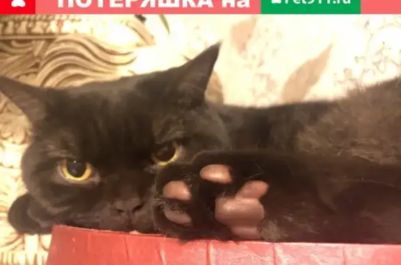 Пропал котик в Долгопрудном на Лихачёвском проспекте