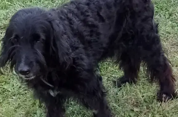 Собаки потеряшки, Новокузнецк, фото: Потеряшка собака в поселке Рассвет, метис спаниеля, вознаграждение гарантировано.