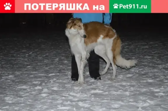 Пропала собака породы русская псовая борзая в селе Шарапово, Чеховский район, Московская область