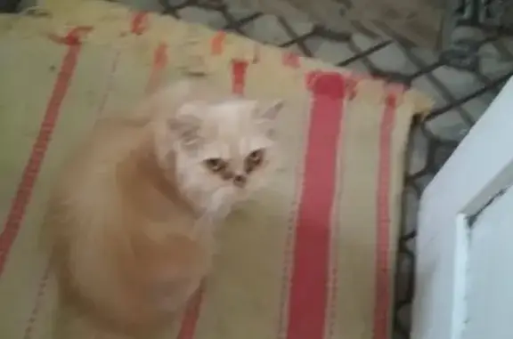 Пропала Персидская кошка в Славянске-на-Кубани
