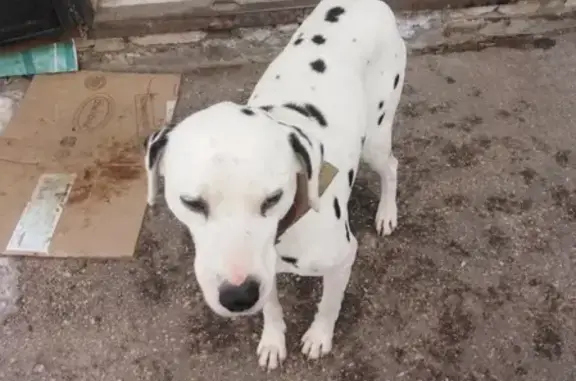 Собака найдена в Чапаевске на конечной остановке в Титовке!