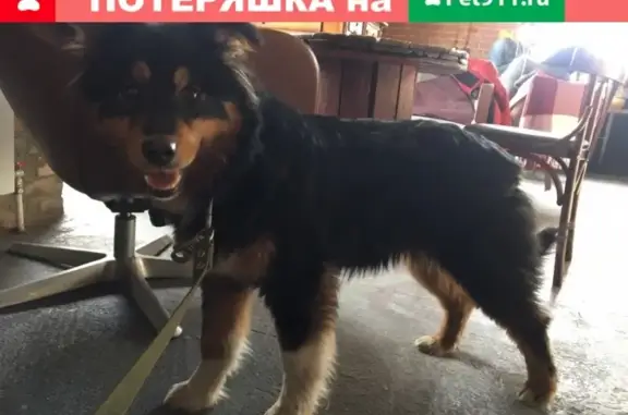 Срочно! Найдена собака на улице Шебалдина