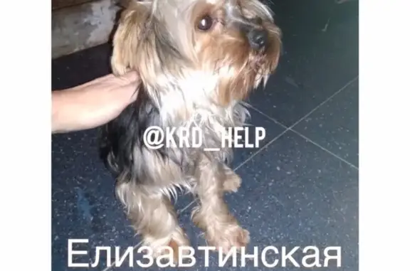Найдена собака в станице Елизаветинской