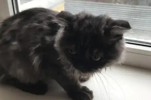 Найден котенок на Карасунской набережной, 99 в Краснодаре