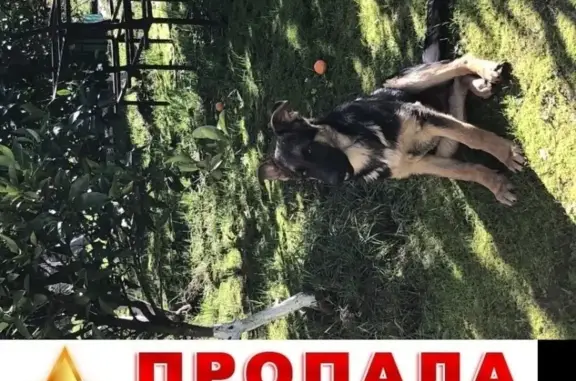 Собаки потеряшки, Старый Оскол, фото: Потеряшка немецкая овчарка в районе старого аэропорта