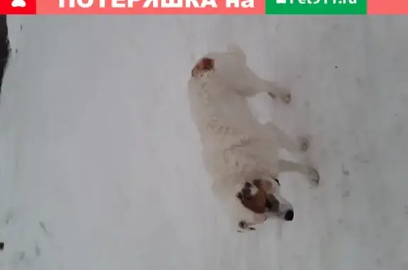 Найдена собака, Нижний Новгород, фото: Найдена собака Мальчик на ул. Садовой.