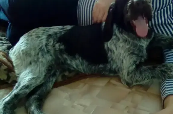 Пропала собака на трассе Пенза-Тамбов, вознаграждение за информацию