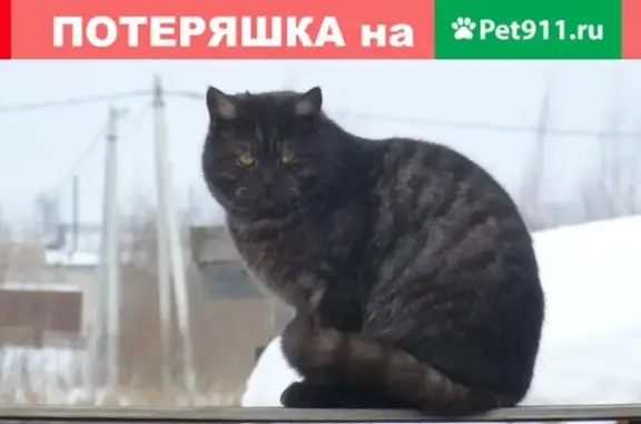 Найдена кошка в Вологде, 5-6 лет, звоните